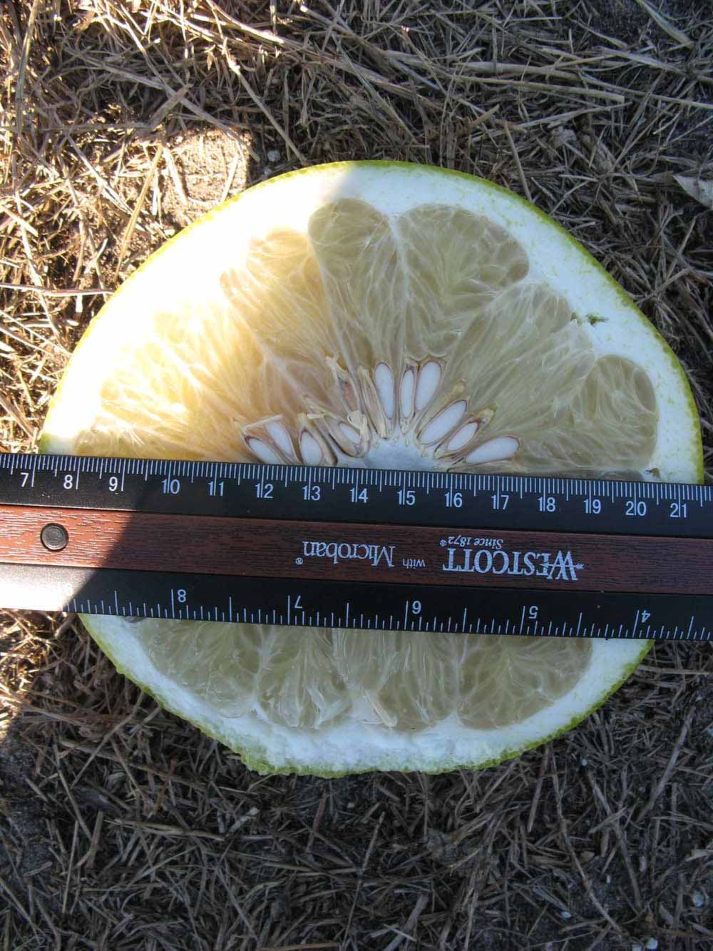            Fruit cross-section (Winter Haven, FL)   